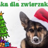 Świąteczna paka dla zwierzaka