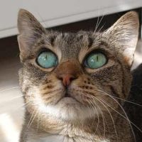 Sterylizacja i&nbsp;kastracja kotów posiadających właściciela