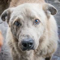 Program opieki nad zwierzętami bezdomnymi 2026